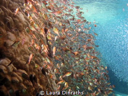 Two schools of fish in a channel by Laura Dinraths 